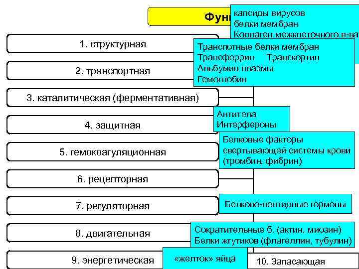 капсиды вирусов Функции белков белки мембран 1. структурная 2. транспортная Коллаген межклеточного в-ва белки