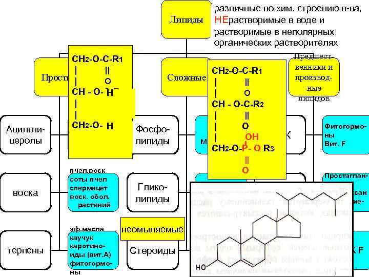 Липиды СН 2 -О-С-R 1 | || Простые | O СН - О-С-R 2