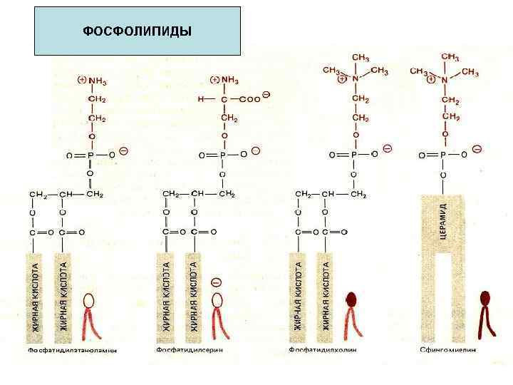 ФОСФОЛИПИДЫ 