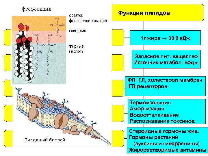 Функции липидов 1. энергетическая 1 г жира → 38. 9 к. Дж 2. резервная