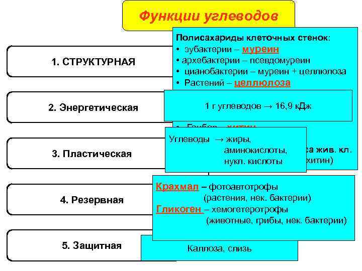 Функции углеводов 1. СТРУКТУРНАЯ 2. Энергетическая 3. Пластическая Полисахариды клеточных стенок: • эубактерии –