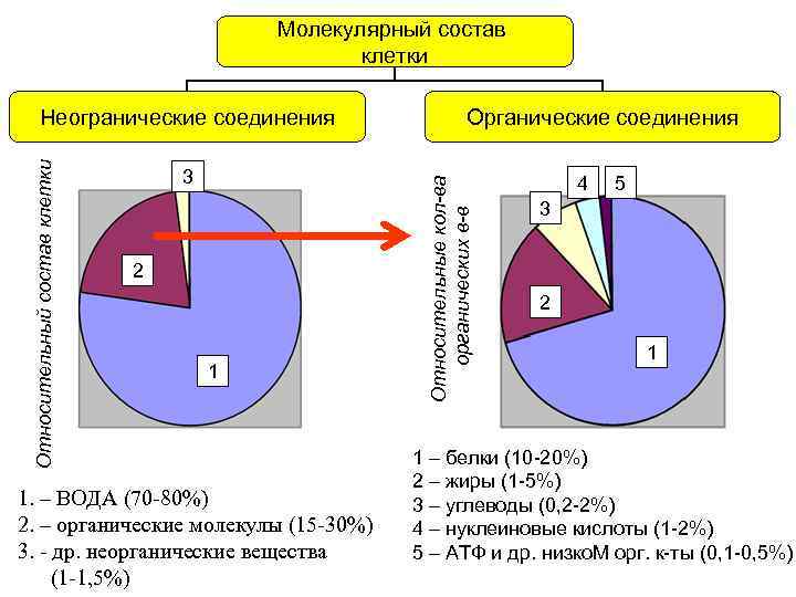 Молекулярный состав клетки 3 2 1 1. – ВОДА (70 -80%) 2. – органические