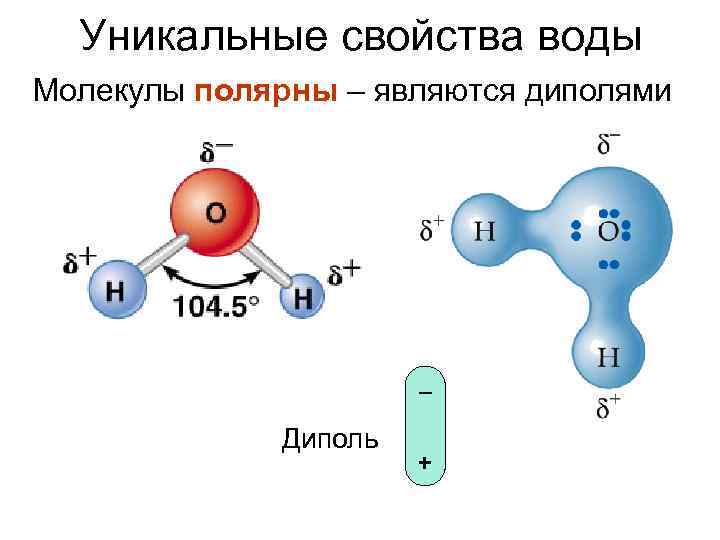 Полярный атом. Строение молекулы воды диполь. Молекула воды диполь. Молекула воды является диполем. Строение воды диполь.