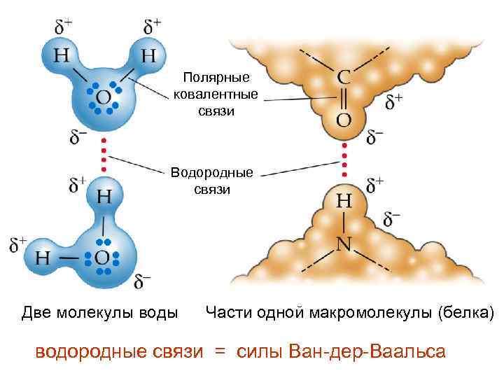 Полярные ковалентные связи Водородные связи Две молекулы воды Части одной макромолекулы (белка) водородные связи