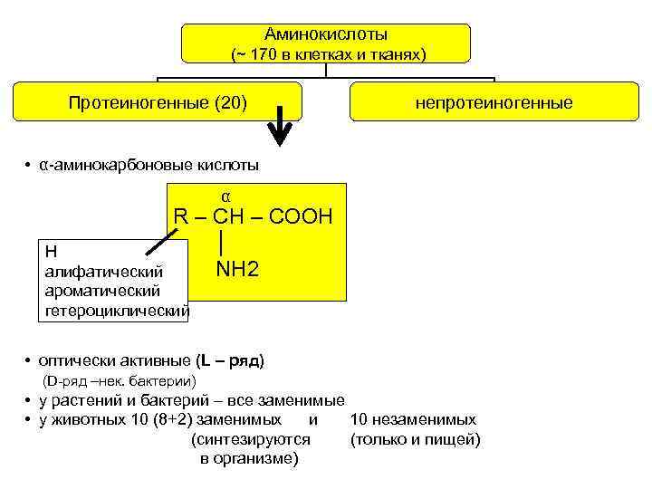 Аминокислоты (~ 170 в клетках и тканях) Протеиногенные (20) непротеиногенные • α-аминокарбоновые кислоты α