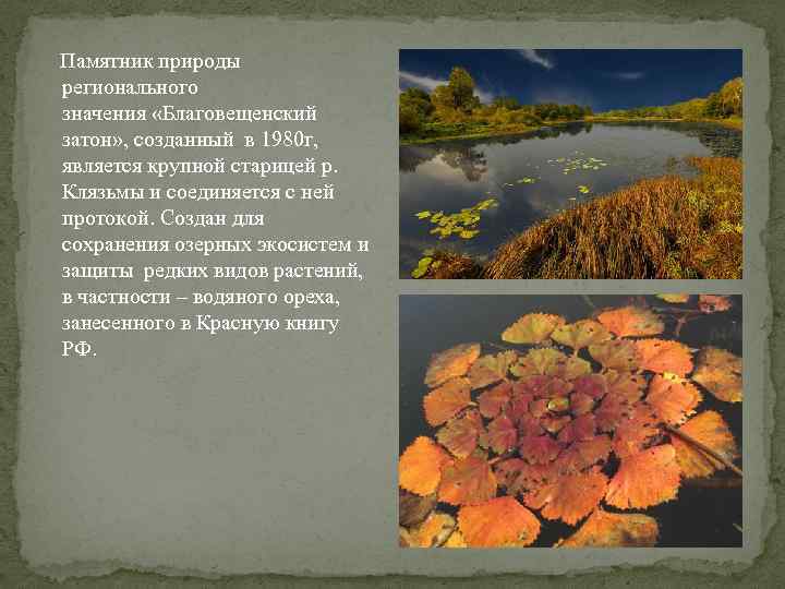  Памятник природы регионального значения «Благовещенский затон» , созданный в 1980 г, является крупной