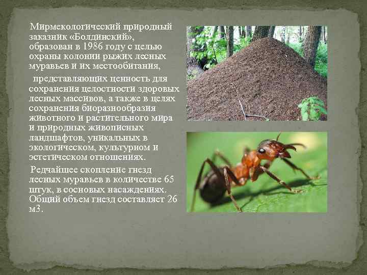  Мирмекологический природный заказник «Болдинский» , образован в 1986 году с целью охраны колонии