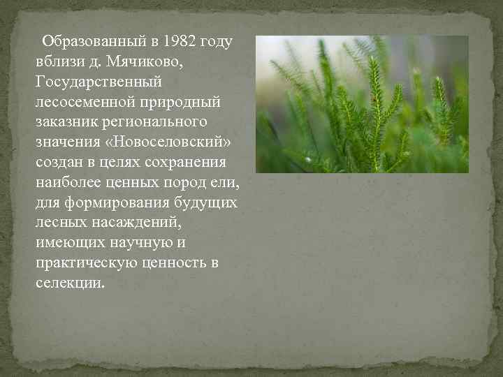  Образованный в 1982 году вблизи д. Мячиково, Государственный лесосеменной природный заказник регионального значения