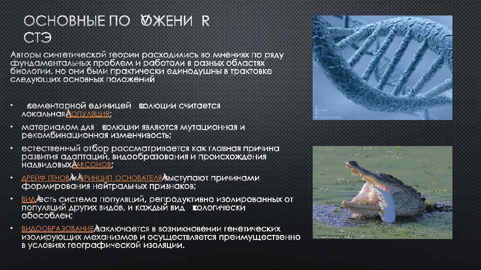  • ПОПУЛЯЦИЯ • • ТАКСОНОВ • ДРЕЙФ ГЕНОВ • ВИДООБРАЗОВАНИЕ ПРИНЦИП ОСНОВАТЕЛЯ 