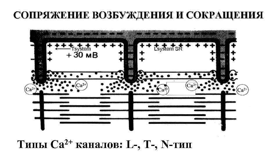 СОПРЯЖЕНИЕ ВОЗБУЖДЕНИЯ И СОКРАЩЕНИЯ Tsystem Lsystem SR Типы Са 2+ каналов: L-, Т-, N-тип