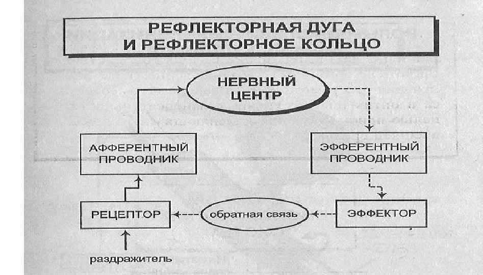 Схема рефлекторного кольца по бернштейну