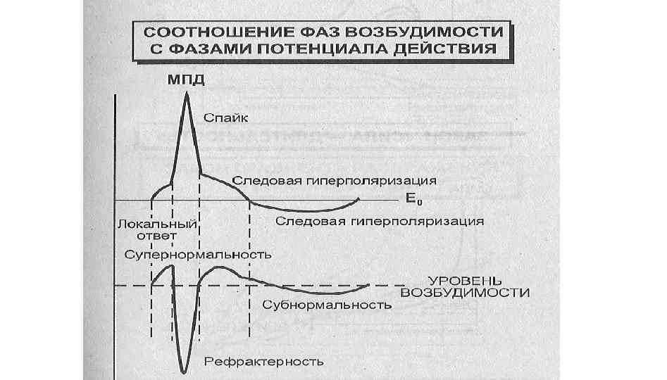 Изменение фаз. Фазы потенциала действия и возбудимости. Фазы потенциала действия и фазы возбудимости. Соотношение фаз возбудимости с фазами потенциала действия. Соотношение фаз возбудимости клетки с фазами потенциала действия.