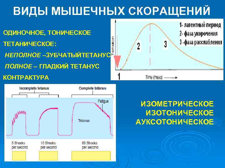 ВИДЫ МЫШЕЧНЫХ СКОРАЩЕНИЙ ОДИНОЧНОЕ, ТОНИЧЕСКОЕ ТЕТАНИЧЕСКОЕ: НЕПОЛНОЕ –ЗУБЧАТЫЙТЕТАНУС ПОЛНОЕ – ГЛАДКИЙ ТЕТАНУС КОНТРАКТУРА ИЗОМЕТРИЧЕСКОЕ