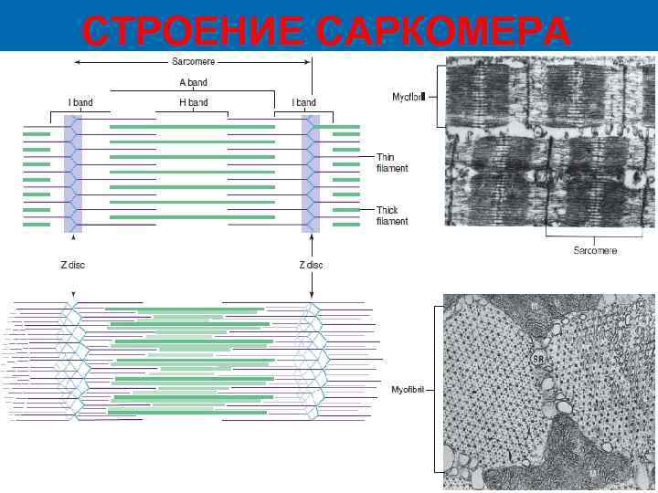 СТРОЕНИЕ САРКОМЕРА 