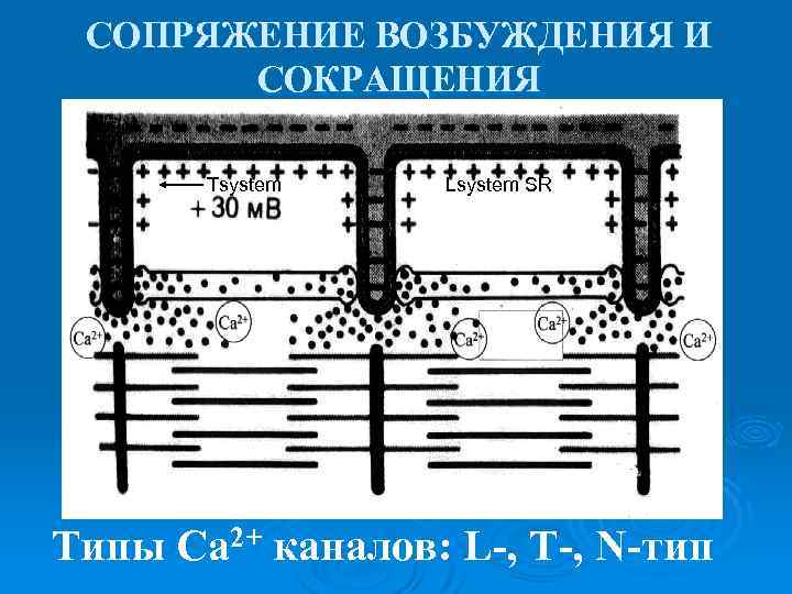 СОПРЯЖЕНИЕ ВОЗБУЖДЕНИЯ И СОКРАЩЕНИЯ Tsystem Lsystem SR Типы Са 2+ каналов: L-, Т-, N-тип