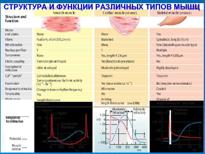 СТРУКТУРА И ФУНКЦИИ РАЗЛИЧНЫХ ТИПОВ МЫШЦ 