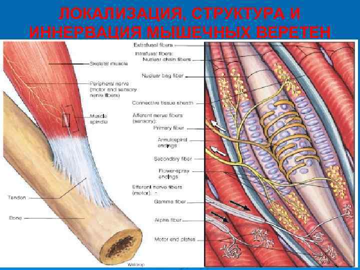 ЛОКАЛИЗАЦИЯ, СТРУКТУРА И ИННЕРВАЦИЯ МЫШЕЧНЫХ ВЕРЕТЕН 