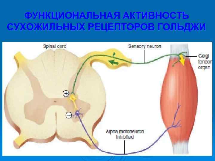 Схема сухожильного рефлекса