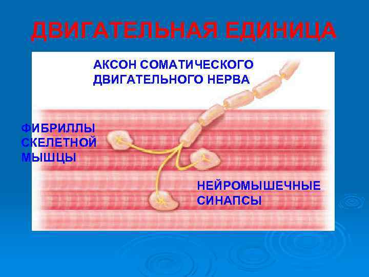 ДВИГАТЕЛЬНАЯ ЕДИНИЦА АКСОН СОМАТИЧЕСКОГО ДВИГАТЕЛЬНОГО НЕРВА ФИБРИЛЛЫ СКЕЛЕТНОЙ МЫШЦЫ НЕЙРОМЫШЕЧНЫЕ СИНАПСЫ 