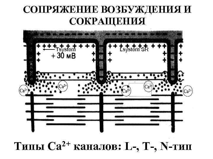 СОПРЯЖЕНИЕ ВОЗБУЖДЕНИЯ И СОКРАЩЕНИЯ Tsystem Lsystem SR Типы Са 2+ каналов: L-, Т-, N-тип