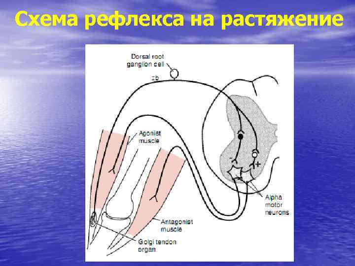 Схема рефлекса на растяжение 