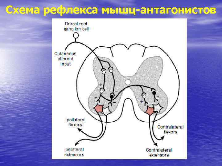 Рефлекс ашнера схема