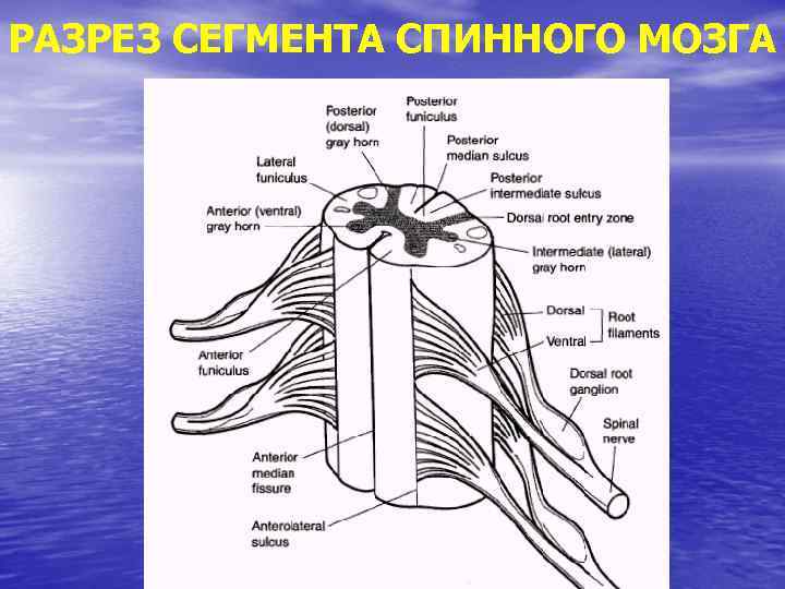 Физиология спинного мозга презентация