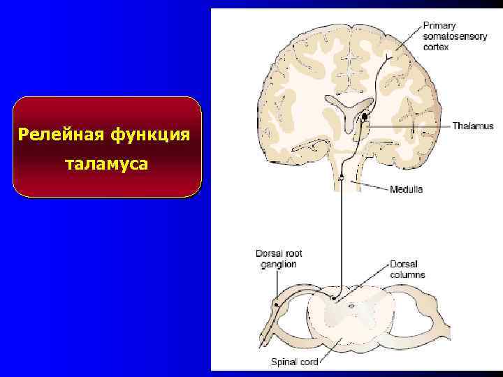 Релейная функция таламуса 