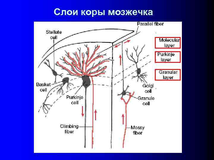 Схема строения клубочка зернистого слоя коры мозжечка