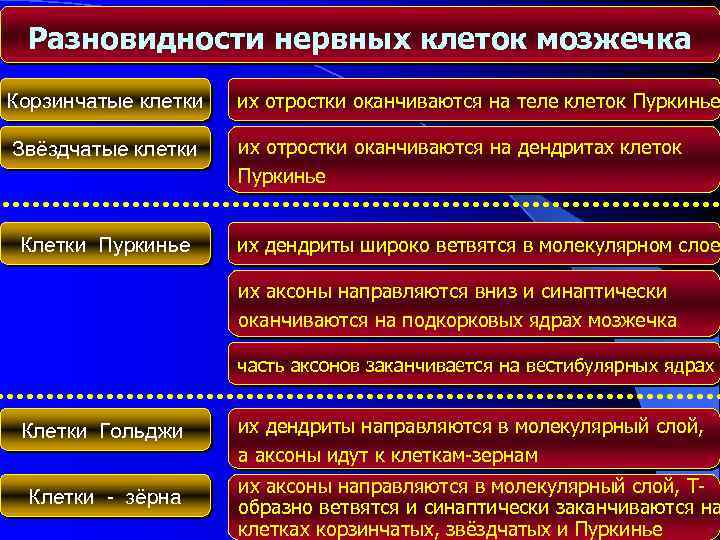 Разновидности нервных клеток мозжечка Корзинчатые клетки их отростки оканчиваются на теле клеток Пуркинье Звёздчатые