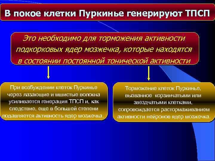 В покое клетки Пуркинье генерируют ТПСП Это необходимо для торможения активности подкорковых ядер мозжечка,