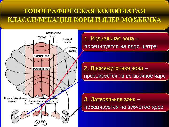 ТОПОГРАФИЧЕСКАЯ КОЛОНЧАТАЯ КЛАССИФИКАЦИЯ КОРЫ И ЯДЕР МОЗЖЕЧКА 1. Медиальная зона – проецируется на ядро