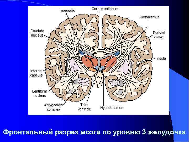 Фронтальный разрез мозга по уровню 3 желудочка 