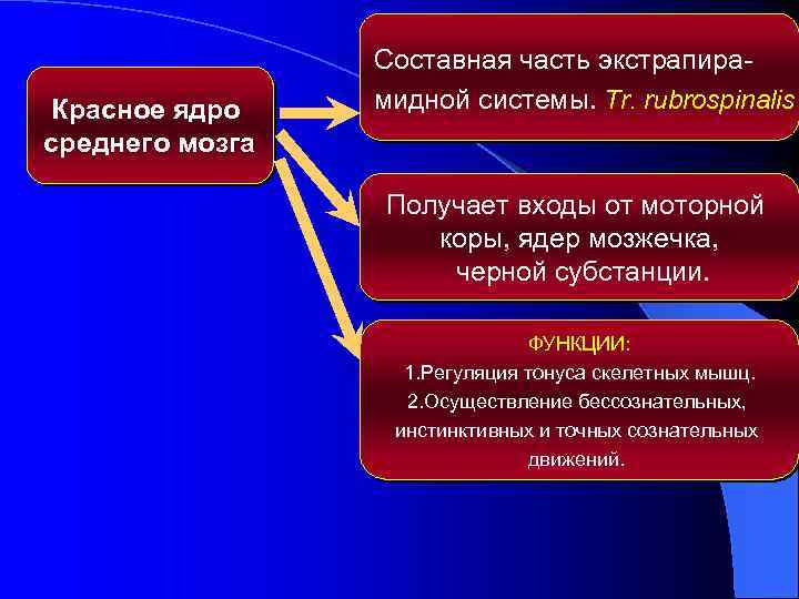 Красное ядро среднего мозга Составная часть экстрапирамидной системы. Tr. rubrospinalis Получает входы от моторной