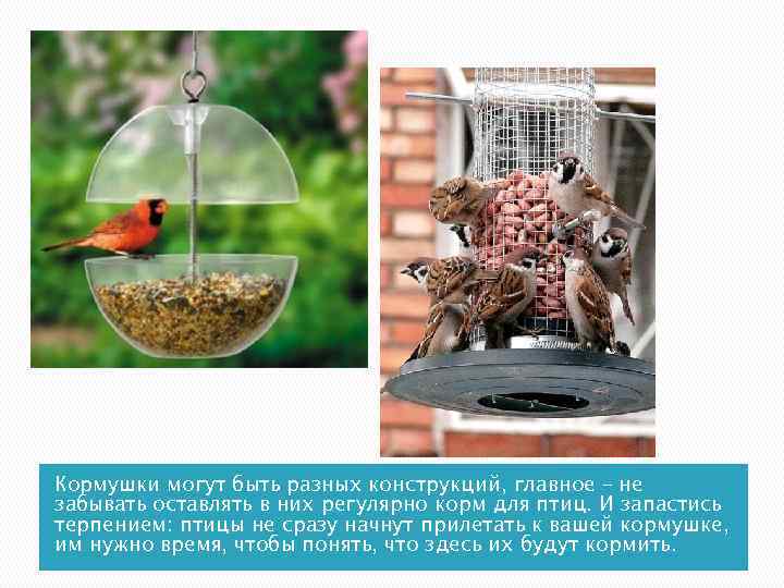 Кормушки могут быть разных конструкций, главное – не забывать оставлять в них регулярно корм