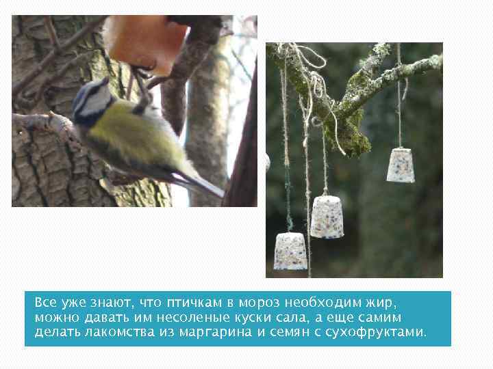 Все уже знают, что птичкам в мороз необходим жир, можно давать им несоленые куски