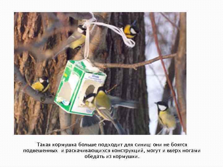 Такая кормушка больше подходит для синиц: они не боятся подвешенных и раскачивающихся конструкций, могут