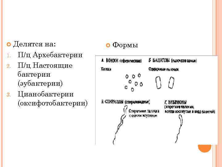 Делятся на: 1. П/ц Архебактерии 2. П/ц Настоящие бактерии (эубактерии) 3. Цианобактерии (оксифотобактерии) Формы