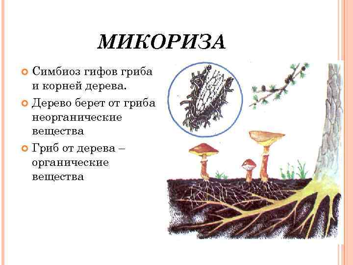 МИКОРИЗА Симбиоз гифов гриба и корней дерева. Дерево берет от гриба неорганические вещества Гриб