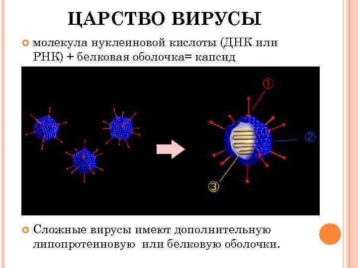 ЦАРСТВО ВИРУСЫ молекула нуклеиновой кислоты (ДНК или РНК) + белковая оболочка= капсид Сложные вирусы