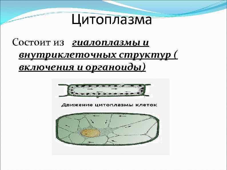 Цитоплазма Состоит из гиалоплазмы и внутриклеточных структур ( включения и органоиды) 