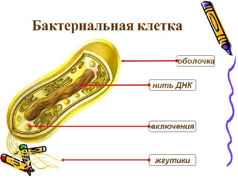 Прокариотическая клетка (клетки бактерий и сине-зеленых водорослей) Нет ядра Единственная кольцевая молекула ДНК в