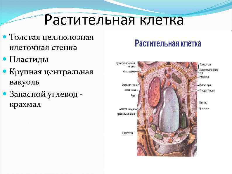 Растительная клетка Толстая целлюлозная клеточная стенка Пластиды Крупная центральная вакуоль Запасной углевод крахмал 