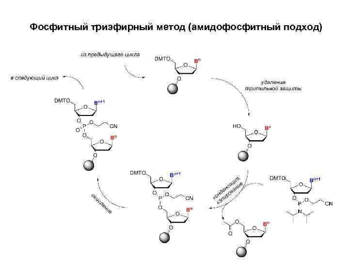 Фосфитный триэфирный метод (амидофосфитный подход) 