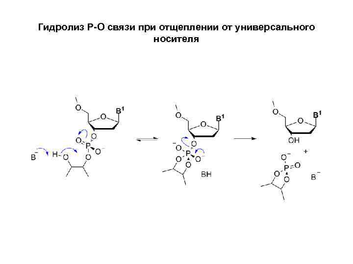 Гидролиз Р-О связи при отщеплении от универсального носителя 