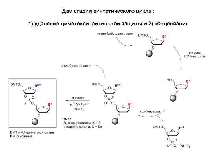 Две стадии синтетического цикла : 1) удаление диметокситритильной защиты и 2) конденсация 