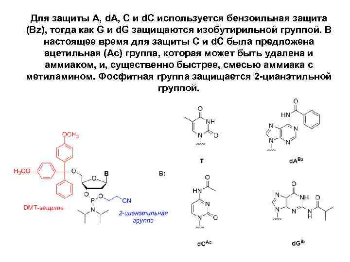 Для защиты A, d. A, C и d. C используется бензоильная защита (Bz), тогда