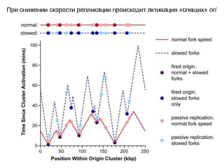При снижении скорости репликации происходит активация «спящих» ori 