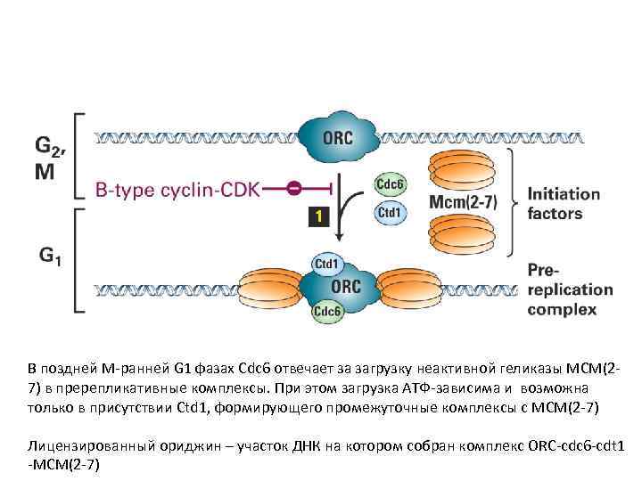 В поздней М-ранней G 1 фазах Cdc 6 отвечает за загрузку неактивной геликазы MCM(27)