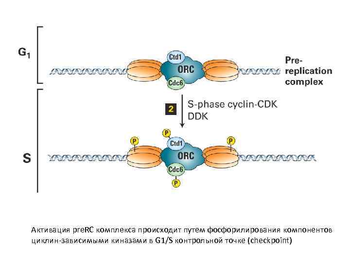Активация pre. RC комплекса происходит путем фосфорилирования компонентов циклин-зависимыми киназами в G 1/S контрольной